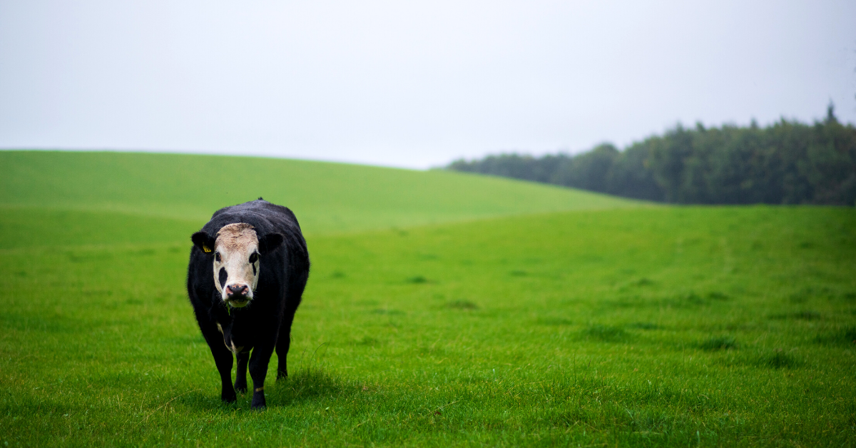 100% Grass-Fed Beef vs. Pasture-Raised Beef - The Difference