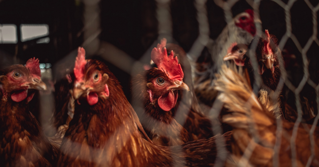 Cage-Free Versus Free-Range Eggs: Which Are the Most Sustainable?